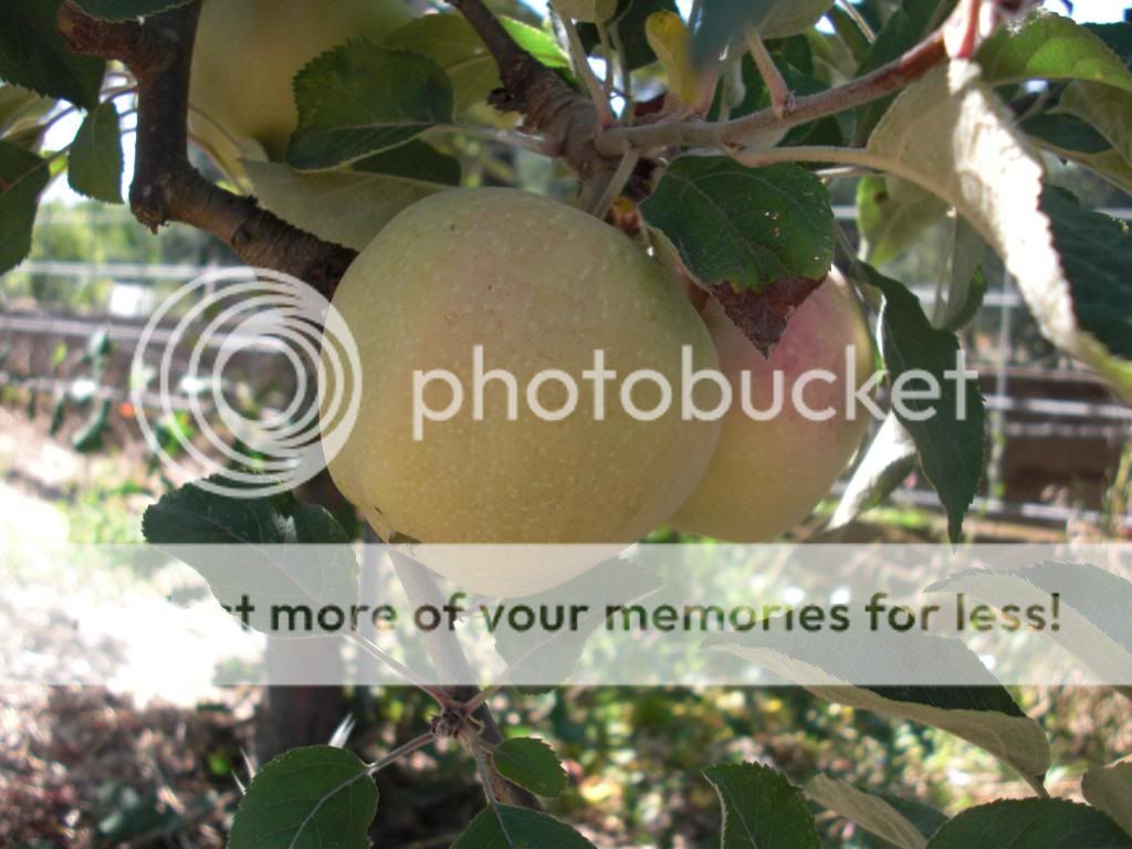 pink pearl apple photo orchardpics027.jpg